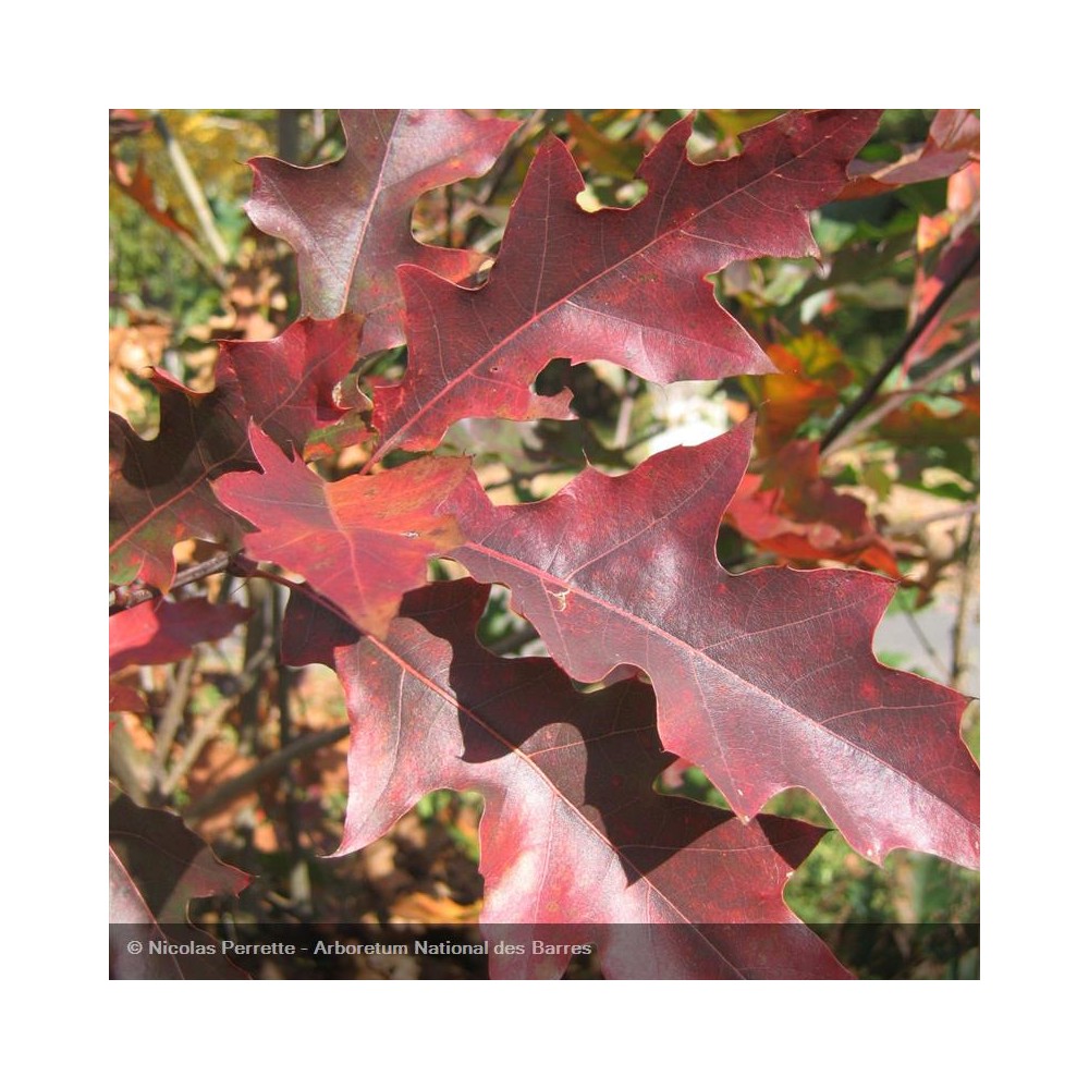 QUERCUS rubra
