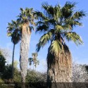 WASHINGTONIA robusta