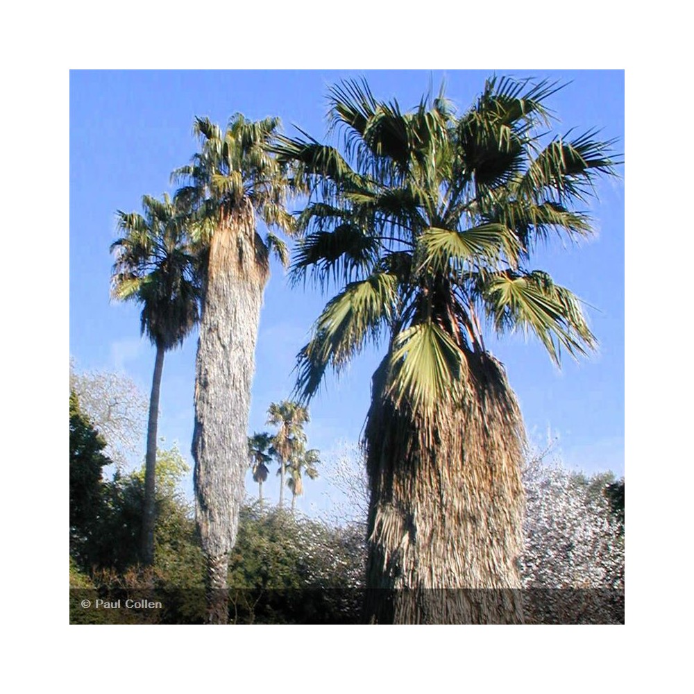 WASHINGTONIA robusta
