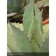 AGAVE parryi