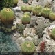 ECHINOCACTUS grusonii