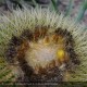 ECHINOCACTUS grusonii