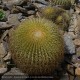 ECHINOCACTUS grusonii