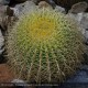 ECHINOCACTUS grusonii