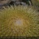 ECHINOCACTUS grusonii