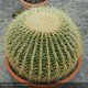 ECHINOCACTUS grusonii