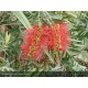 CALLISTEMON viminalis Captain Cook