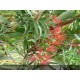 CALLISTEMON viminalis Captain Cook