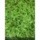 SOLEIROLIA soleirolii