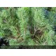 PINUS mugo Picobello
