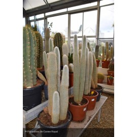 CLEISTOCACTUS strausii