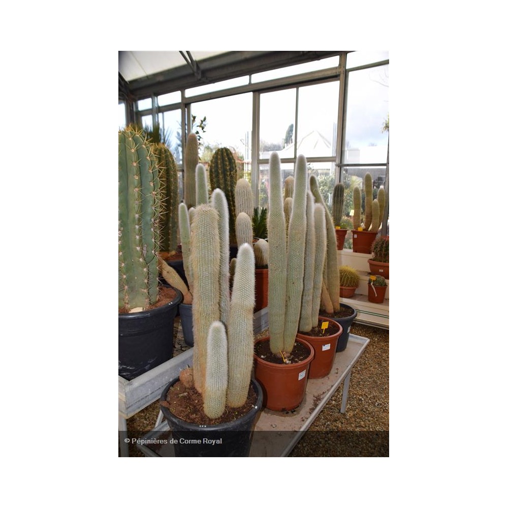 CLEISTOCACTUS strausii