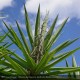 YUCCA elephantipes