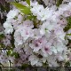 PRUNUS serrulata Amanogawa