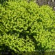 EUPHORBIA cyparissias Clarisse howard