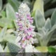 STACHYS byzantina