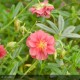 HELIANTHEMUM Cerise queen