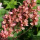 HEUCHERA brizoides Pluie de feu