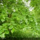 TILIA platyphyllos