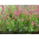 SALVIA microphylla Arctic Blaze® Fuchsia