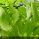 TILIA platyphyllos