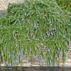 ROSMARINUS officinalis Pointe du Raz