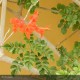 TECOMARIA capensis