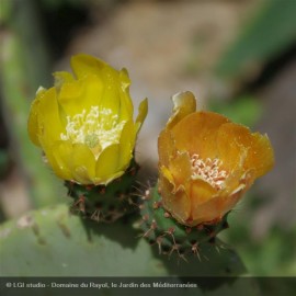 OPUNTIA ficus-indica