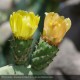 OPUNTIA ficus-indica