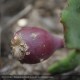 OPUNTIA ficus-indica