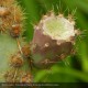 OPUNTIA ficus-indica