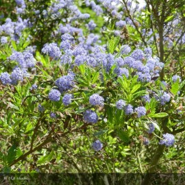 CEANOTHUS Concha