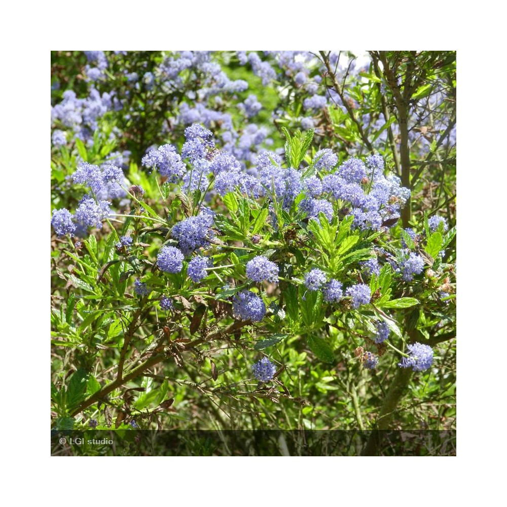 CEANOTHUS Concha