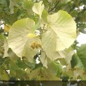 TILIA tomentosa