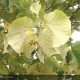 TILIA tomentosa