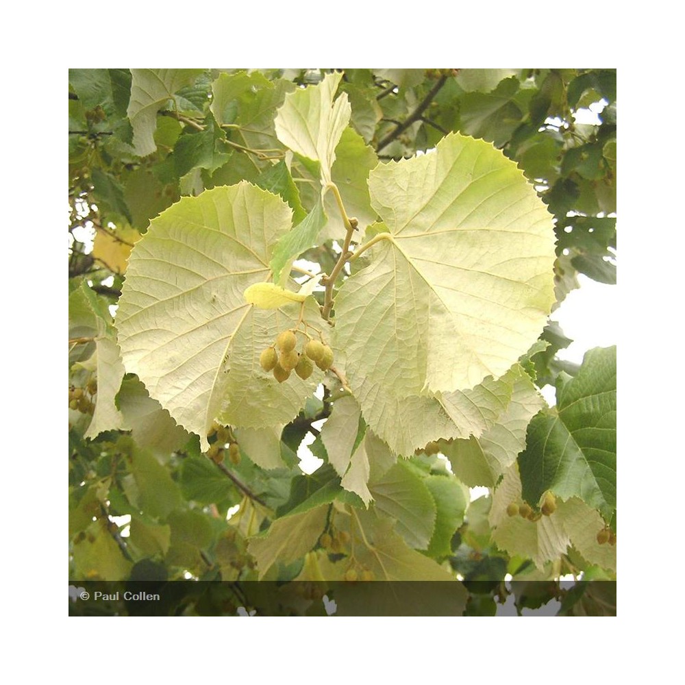 TILIA tomentosa