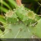 OPUNTIA ficus-indica