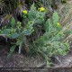 OPUNTIA ficus-indica