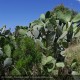 OPUNTIA ficus-indica