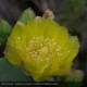 OPUNTIA ficus-indica