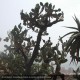 OPUNTIA ficus-indica