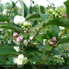 SYMPHORICARPOS x doorenbosii White Edge