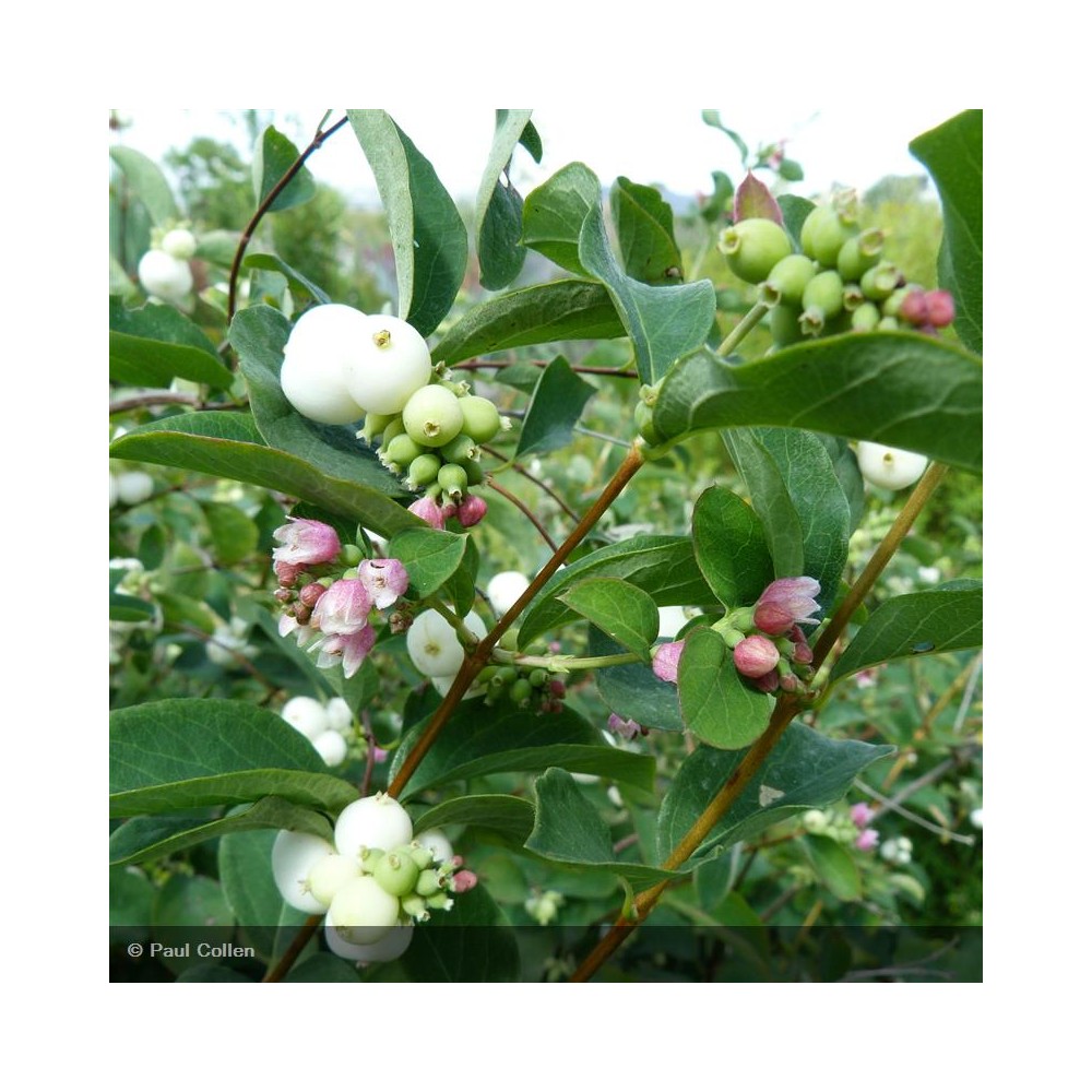 SYMPHORICARPOS x doorenbosii White Edge