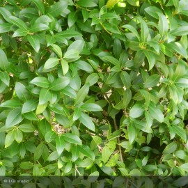 OSMANTHUS delavayi