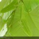 TILIA tomentosa