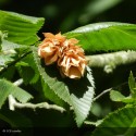 OSTRYA carpinifolia