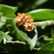 OSTRYA carpinifolia