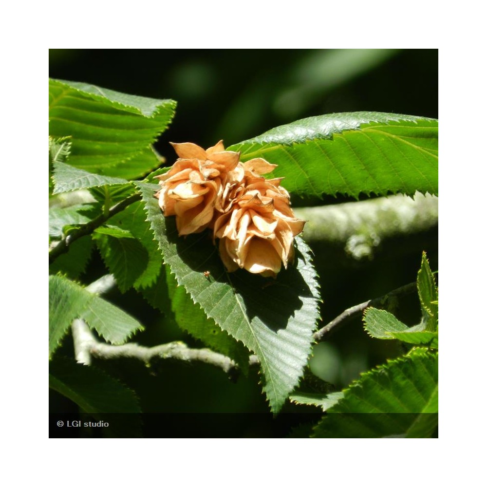 OSTRYA carpinifolia