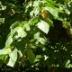 OSTRYA carpinifolia