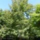 OSTRYA carpinifolia